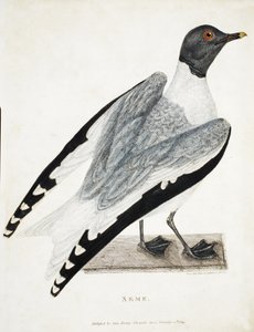 Xeme, Illustration from A Voyage of Discovery by Thomas Lewin